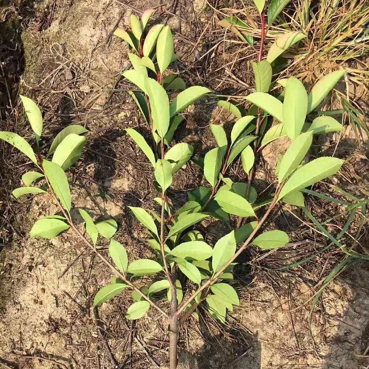供应红叶石楠  红叶石楠批发 红叶石楠价格  红叶石楠种植基地
