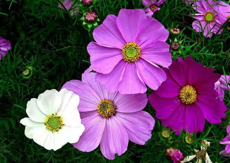 波斯菊批发  波斯菊价格  格桑花批发基地