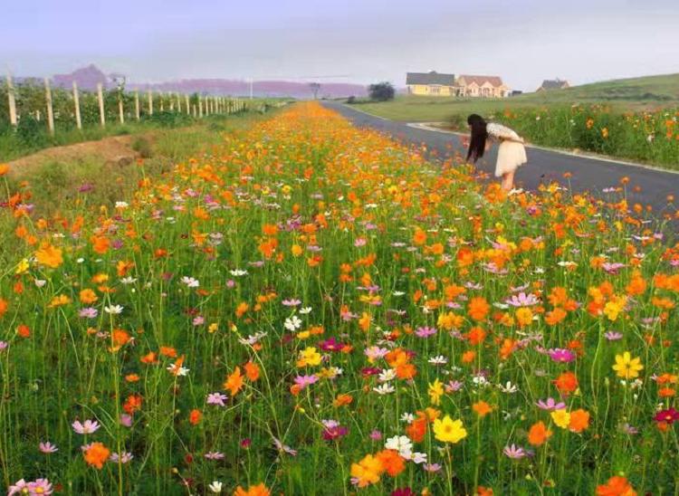 山东波斯菊批发商  波斯菊价格  格桑花种植基地