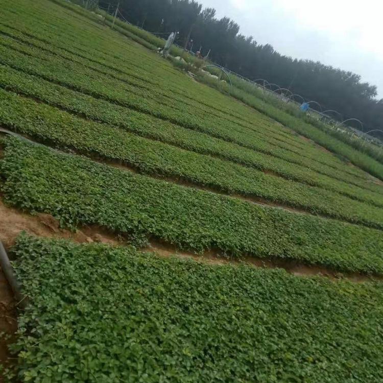 蛇莓种植基地 蛇莓价格 山东省营养钵蛇莓报价 自产自销