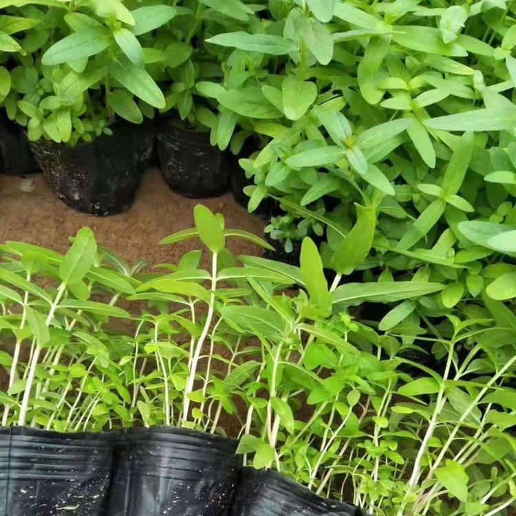 基地直销千屈菜  千屈菜价格 花卉批发  宿根花卉 千屈菜报价