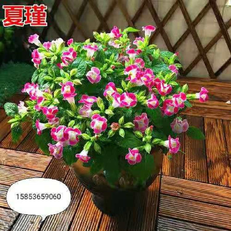 夏瑾批发 夏瑾价格 夏瑾基地 夏瑾种子