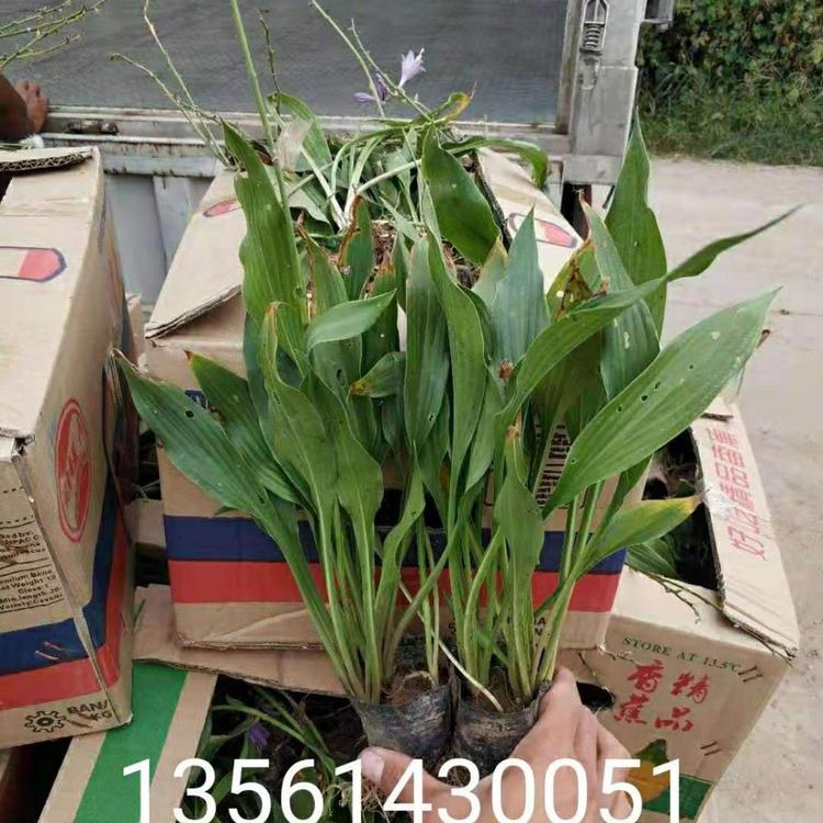 紫花玉簪  紫花玉簪批发  紫花玉簪价格  紫花玉簪基地