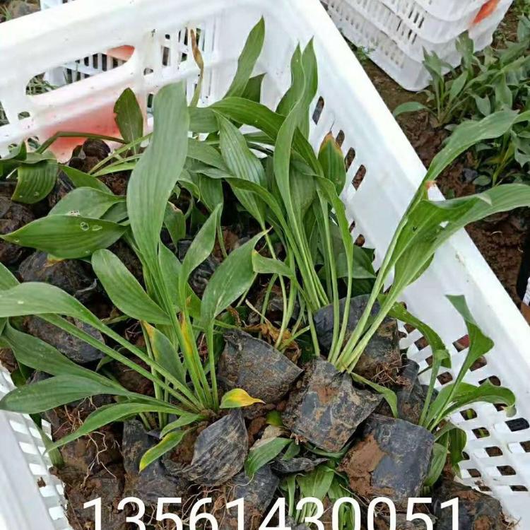 紫花玉簪  紫花玉簪批发  紫花玉簪基地  紫花玉簪价格