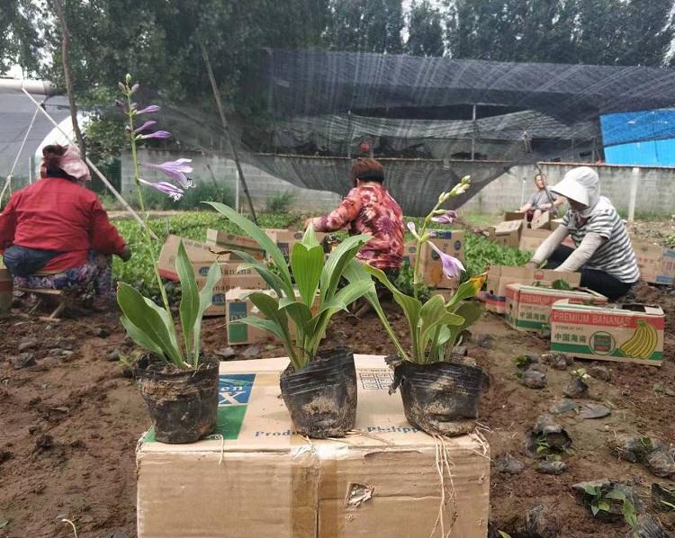 紫花玉簪  紫花玉簪价格  紫花玉簪基地  紫花玉簪批发