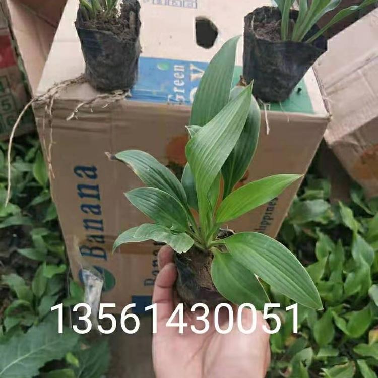 山东紫花玉簪  紫花玉簪批发  紫花玉簪价格  紫花玉簪种植基地