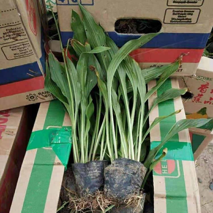 山东紫花玉簪  紫花玉簪批发  紫花玉簪基地  紫花玉簪价格