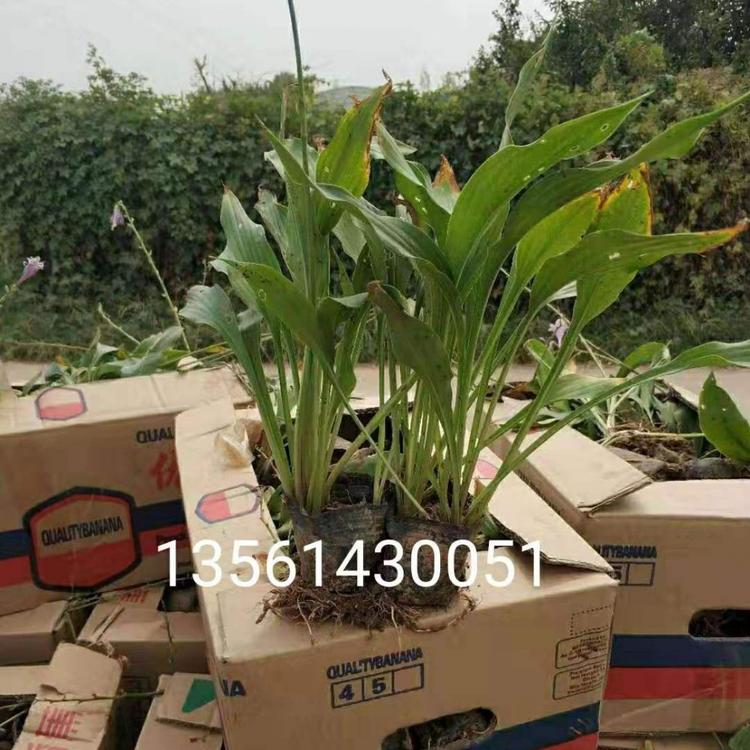 山东紫花玉簪批发  青州紫花玉簪价格  紫花玉簪种植基地