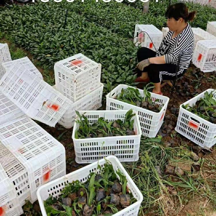 青州紫花玉簪批发  山东紫花玉簪价格  紫花玉簪供应商