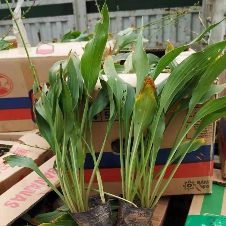 山东白花玉簪批发  白花玉簪价格  白花玉簪种植基地  供应紫花玉簪