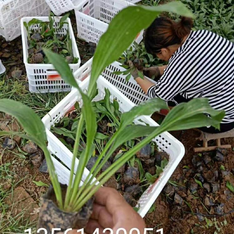 青州白花玉簪批发价格  白花玉簪供应商  紫花玉簪批发直销