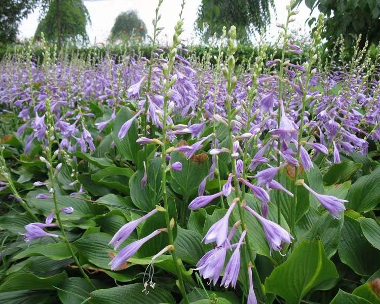 紫花玉簪供应商  紫花玉簪批发商  紫花玉簪种植基地  紫花玉簪