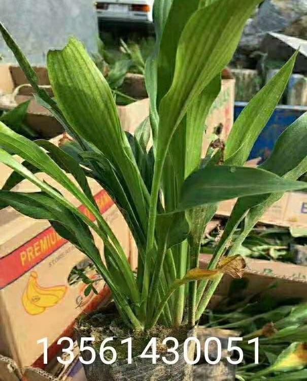 白花玉簪批发商  白花玉簪供应商  白花花玉簪基地  紫花玉簪价格