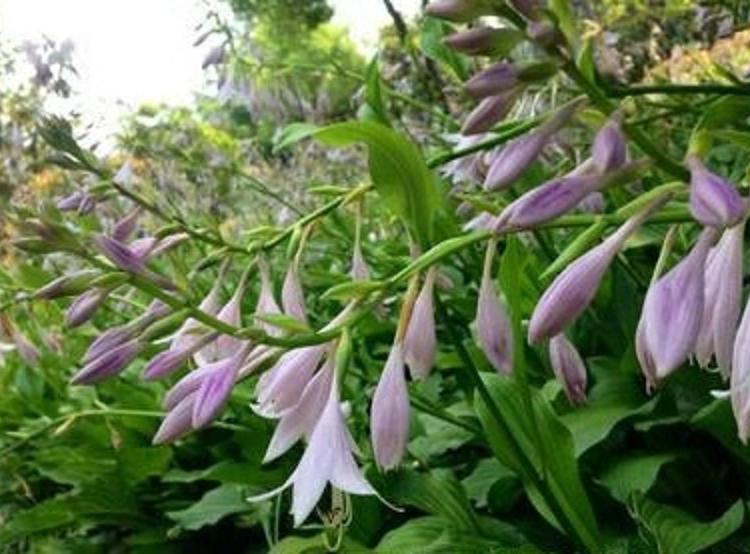 绿化用紫花玉簪批发  白花玉簪供价格  紫花玉簪基地直销