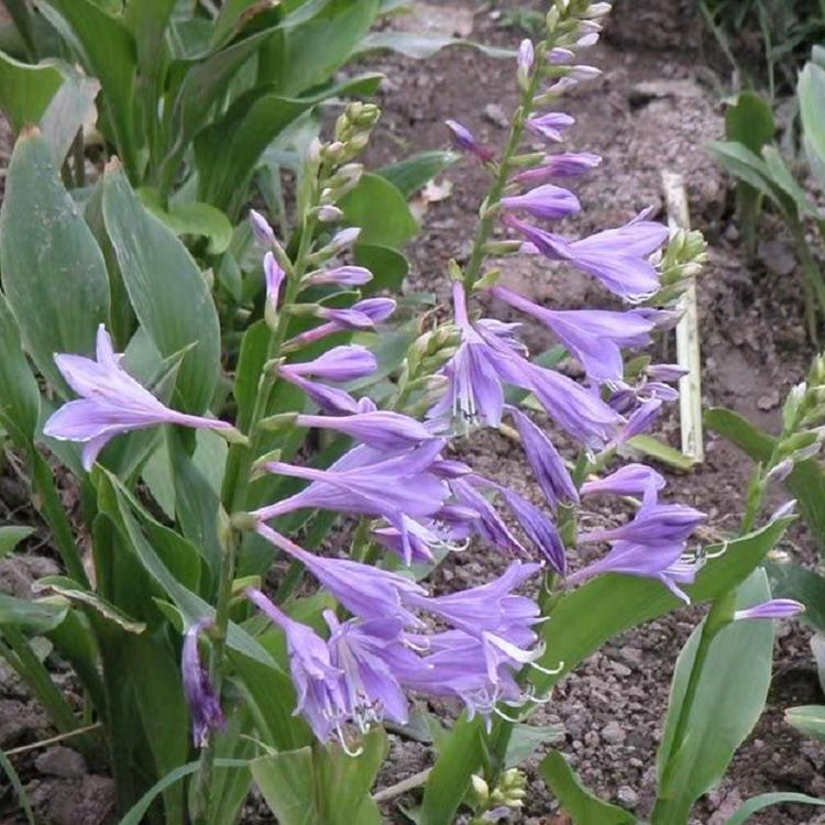 山东紫花玉簪种植基地  青州紫花玉簪批发价格  供应白花玉簪
