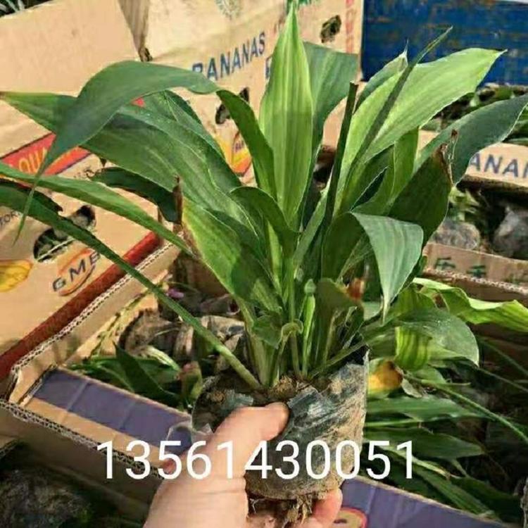 供应紫花玉簪  紫花玉簪批发  紫花玉簪价格  紫花玉簪基地直销