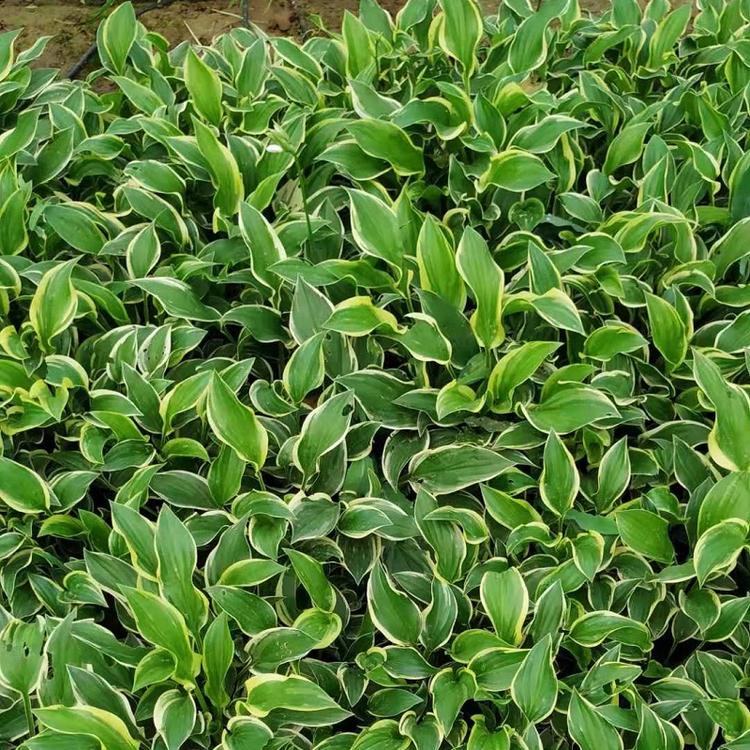 山东金边玉簪批发价格  青州金边玉簪种植基地  金边玉簪供应商