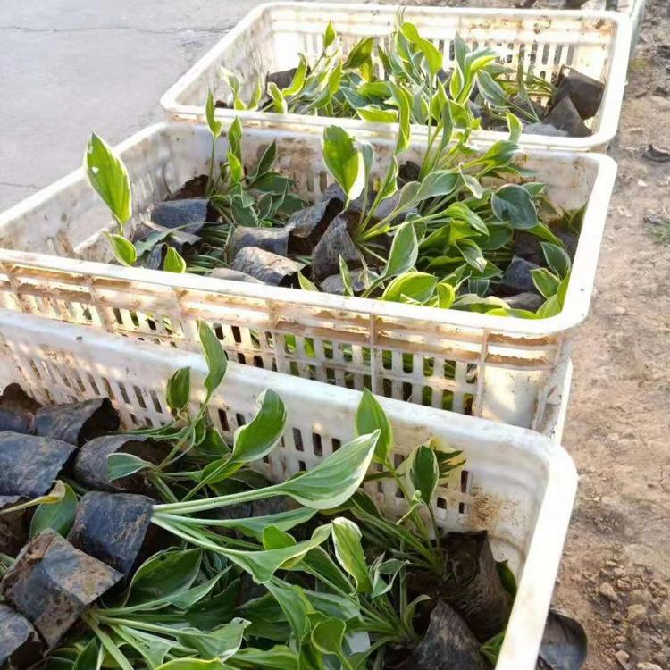 青州金边玉簪供应商  金边玉簪批发价格  金边玉簪基地直销