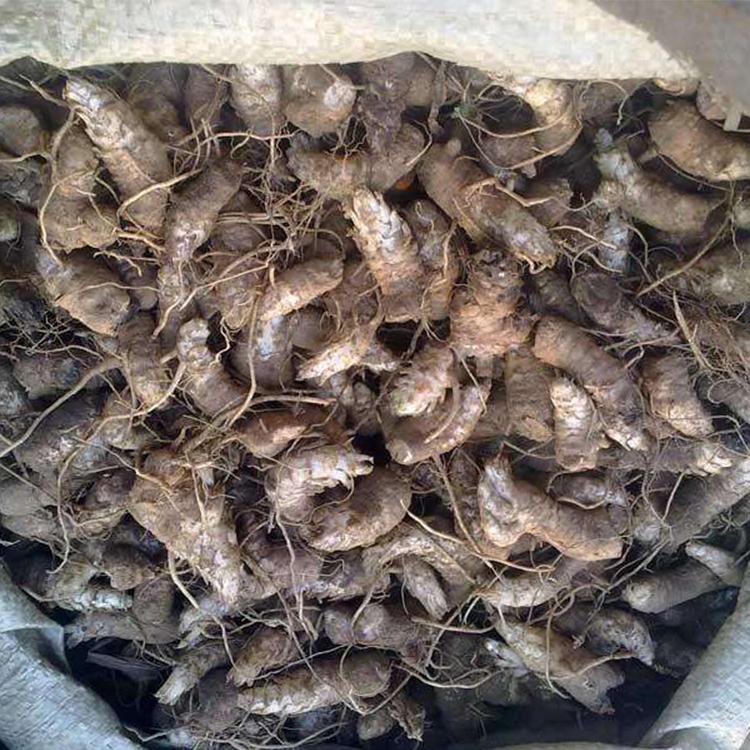 玄参苗种植技术 玄参种苗 价格低 送种植要点