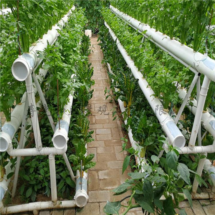 无土栽培  植物无土栽培厂区建设 和煦无土栽培