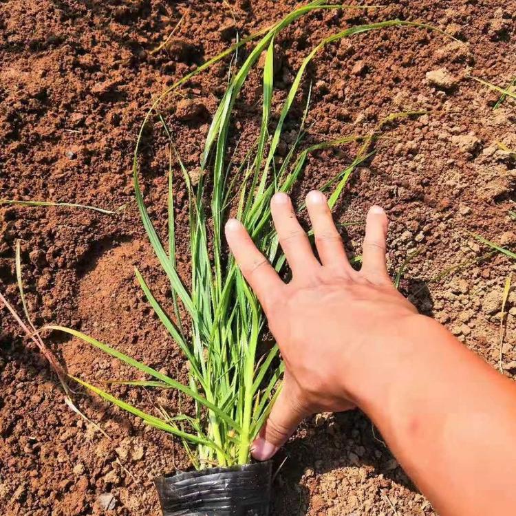 狼尾草种植基地 狼尾草价格 山东营养钵狼尾草价格 自销