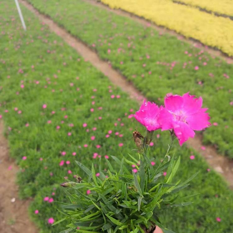欧石竹基地 欧石竹价格 花卉批发 山东营养钵欧石竹报价