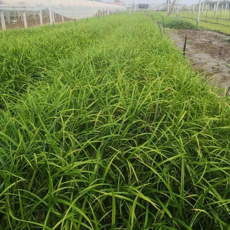 涝峪苔草基地 涝峪苔草价格 山东省青州涝峪苔草自产自销
