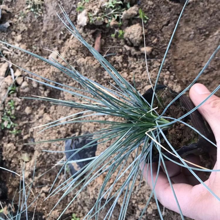 耐寒蓝羊茅 青州蓝羊茅价格 蓝羊茅种植基地 营养钵蓝羊毛