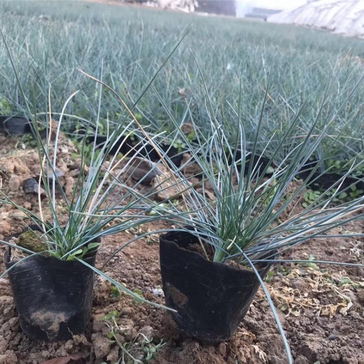 基地批发蓝羊茅 青州蓝羊茅报价 新年新优惠 子锐花卉