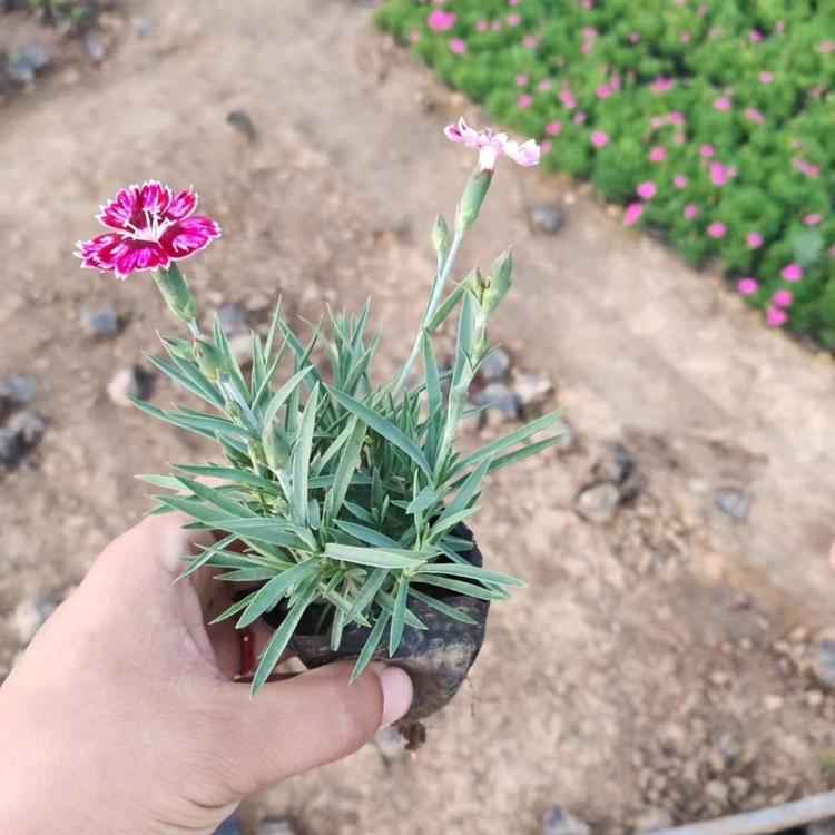 长势好的彩虹石竹 子锐彩虹石竹批发价格 现货发售