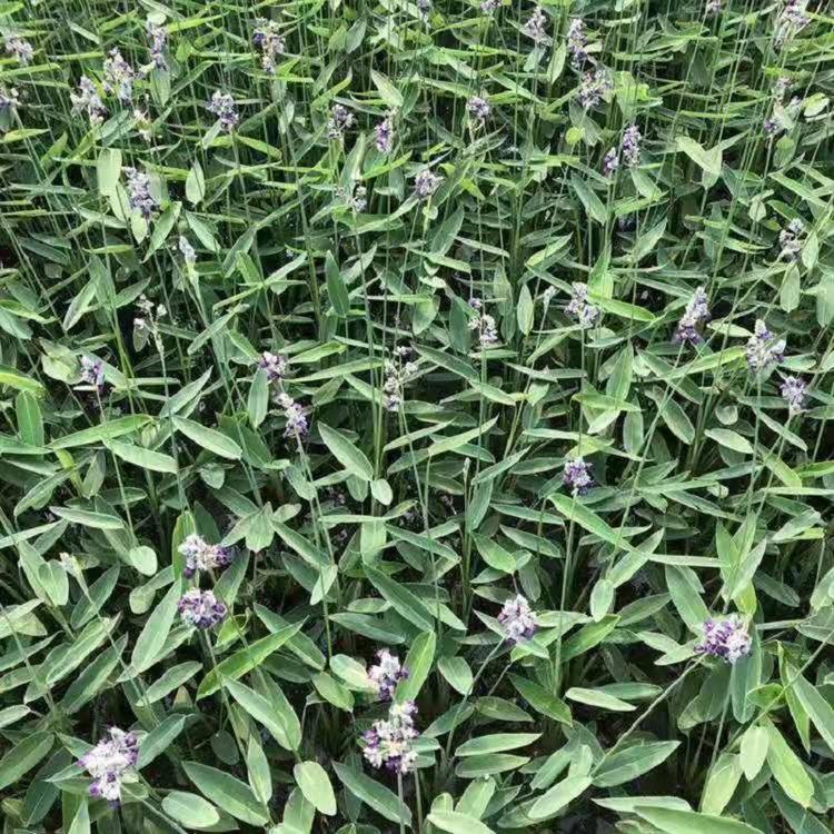 欣美大量供货 再力花_再力花批发价格_再力花种植基地