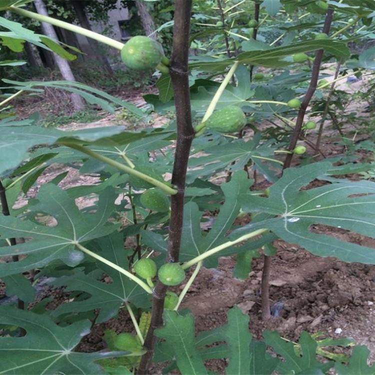无花果 基地种植无花果 现货批发无花果