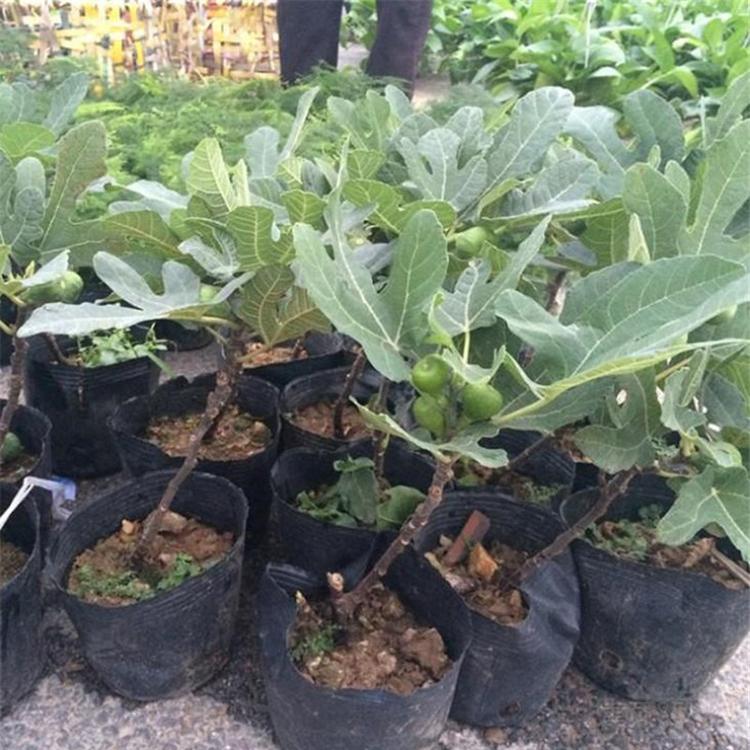 无花果种植基地_凯洋花卉_培育优良无花果