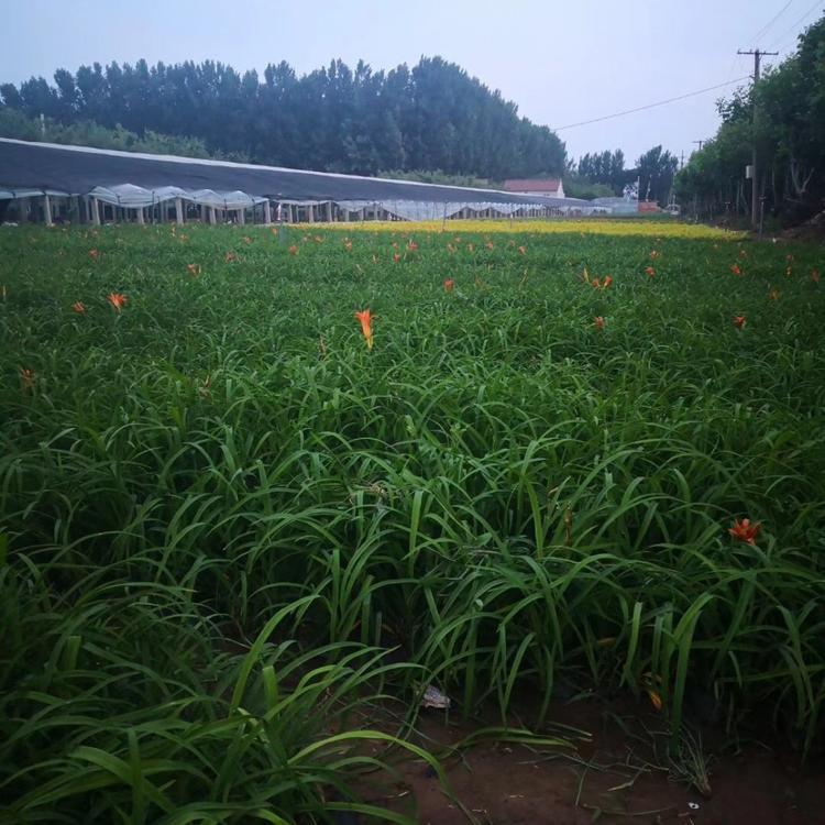 大花萱草小苗大花萱草3 基地3大花萱草3