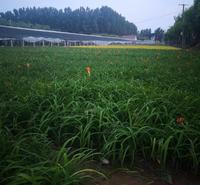 大花萱草小苗大花萱草3 基地3大花萱草3