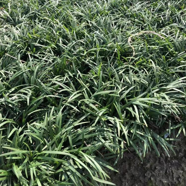 基地麦冬小苗大花萱草大花萱草3 基地3大花萱草3