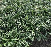 基地麦冬小苗大花萱草大花萱草3 基地3大花萱草3
