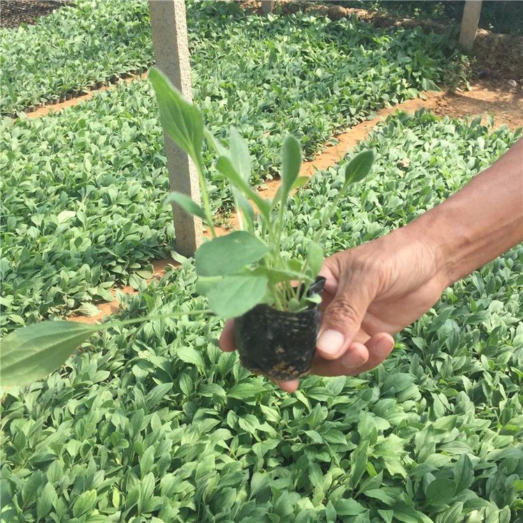 黑心菊  黑心菊小苗基地直销  黑心菊批发