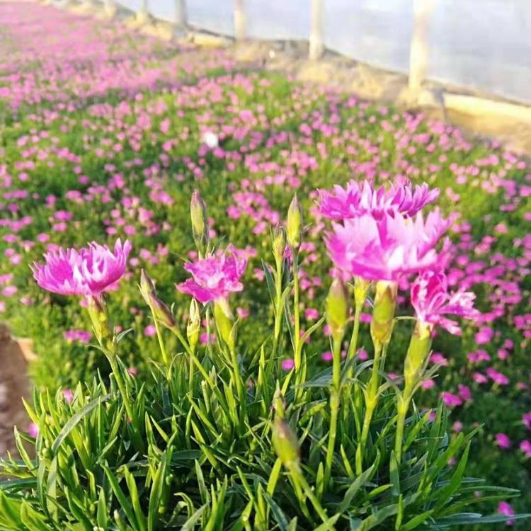 欧石竹  欧石竹批发基地