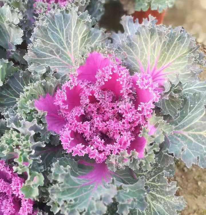 羽衣甘蓝  羽衣甘蓝批发基地   羽衣甘蓝批发