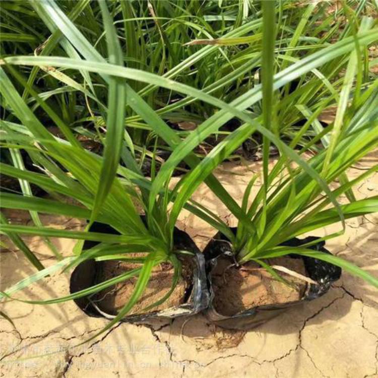 崂峪苔草种植基地（优惠多多）崂峪苔草报价