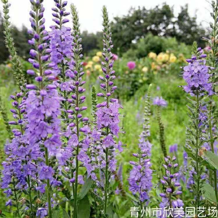 婆婆纳价格- 婆婆纳批发销售- 婆婆纳种植基地