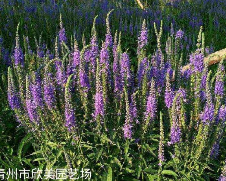 山东婆婆纳价格- 批发婆婆纳- 婆婆纳种植基地