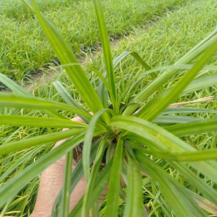 崂峪苔草基地  地邦  为您报价