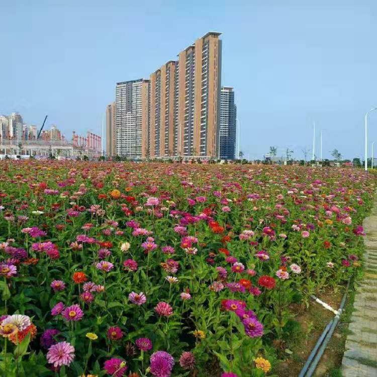 百日草批发 百日草种植基地 山东百日草供应商