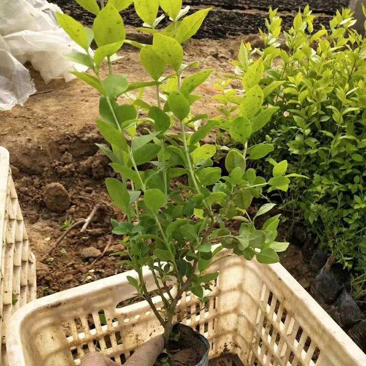 金叶女贞  金叶女贞价格  金叶女贞种植基地  金叶女贞批发
