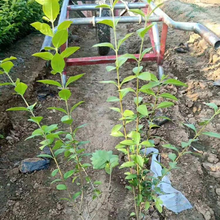 山东金叶女贞批发价格  青州金叶女贞种植基地  金叶女贞价格   金叶女贞供应商