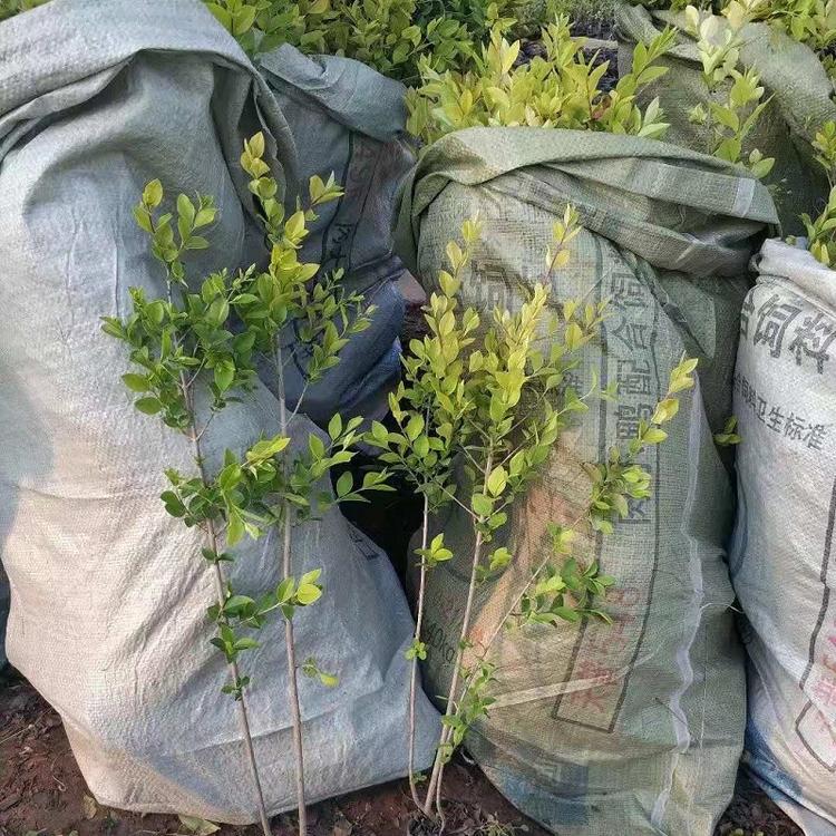 青州金叶女贞批发价格  山东金叶女贞种植基地  英国女贞基地直销  供应金边女贞