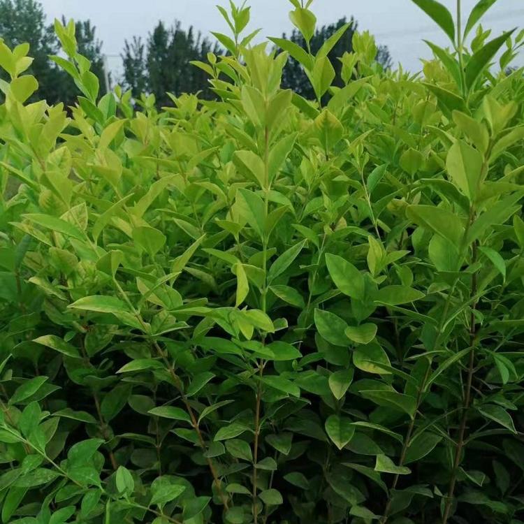基地直销金叶女贞批发  金叶女贞种植基地  金叶女贞一手货源