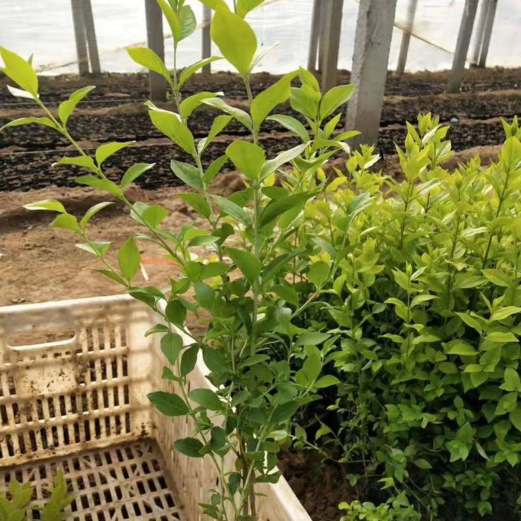 山东金叶女贞  金叶女贞价格  金叶女贞种植基地  金叶女贞批发